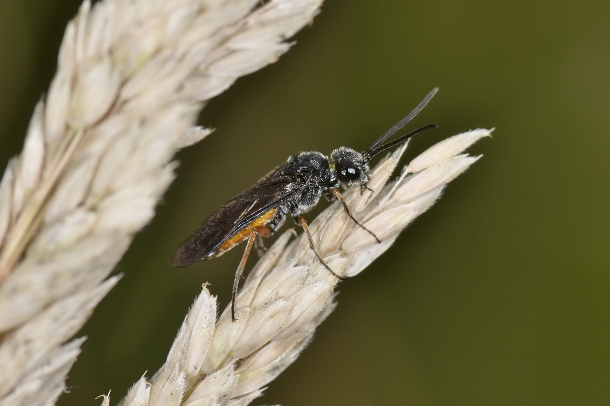 Tenthredinidae: Apethymus sp? no, Dolerus cfr. bajulus